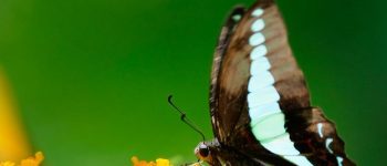Top 8 loài bướm phổ biến nhất ở Việt Nam