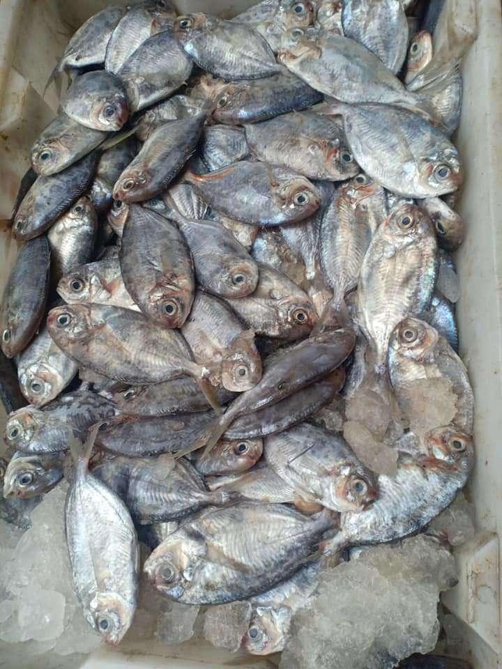 Loại cá tên độc lạ, xưa có đầy không ai ăn, giờ thành đặc sản được ưa chuộng vì quá ngon, 250.000 đồng/kg - 3
